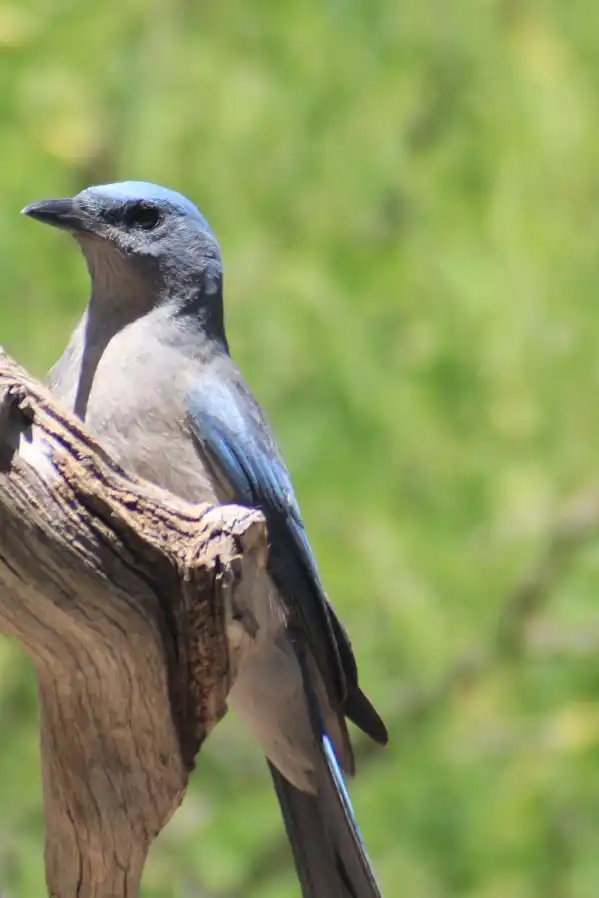 arizona birding