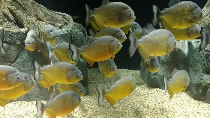 Aquarium