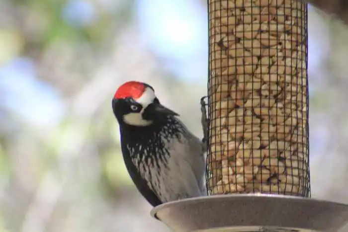 arizona birding