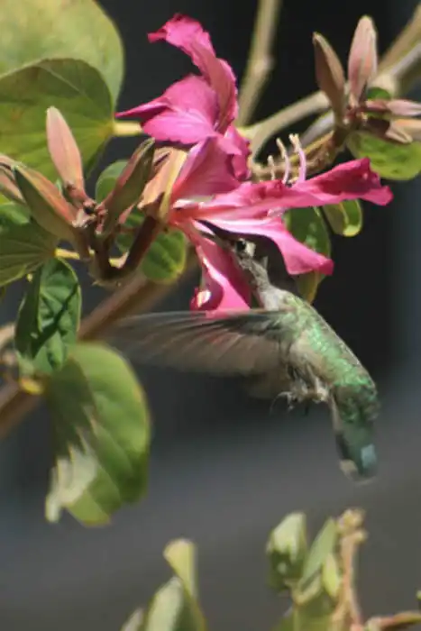 hummingbird and flower