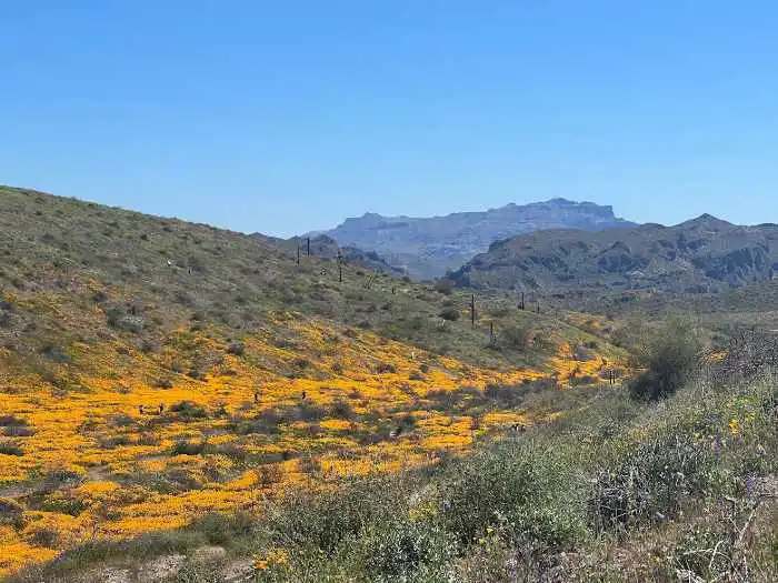 arizona wildflowers - nature lover travel