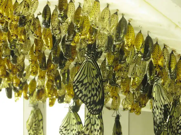 Butterfly Wonderland in Arizona