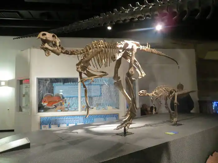 Dinosaur skeleton arizona museum