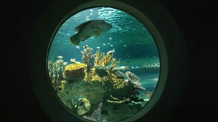 Arizona Odysea aquarium