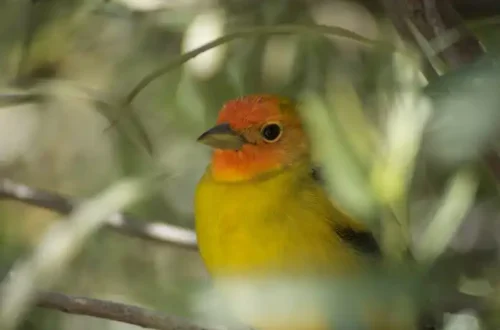 bird