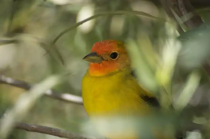 bird