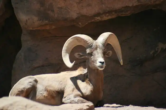 Bighorn Sheep