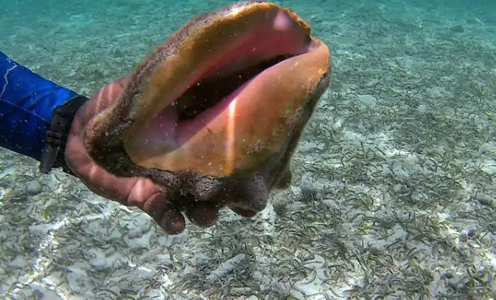 Shell in Belize
