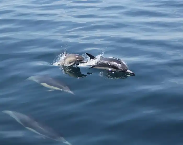 Dolphin pod in California
