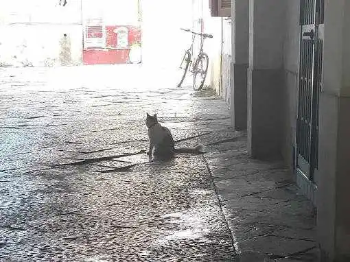 cat in naples