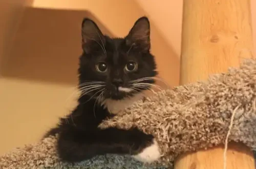 cat