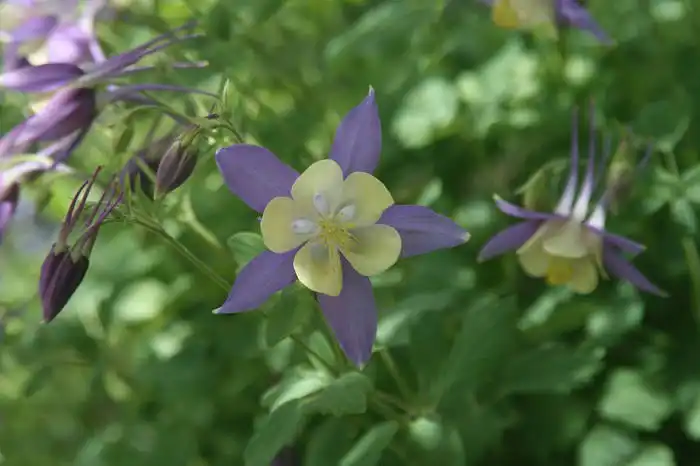 columbine