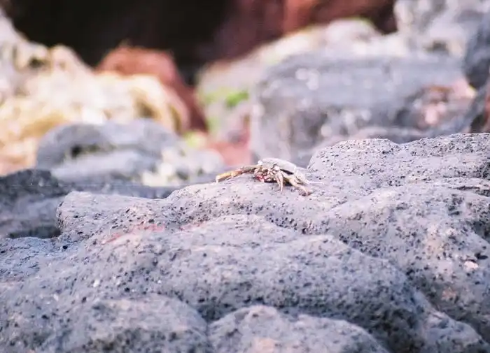 crab in hawaii