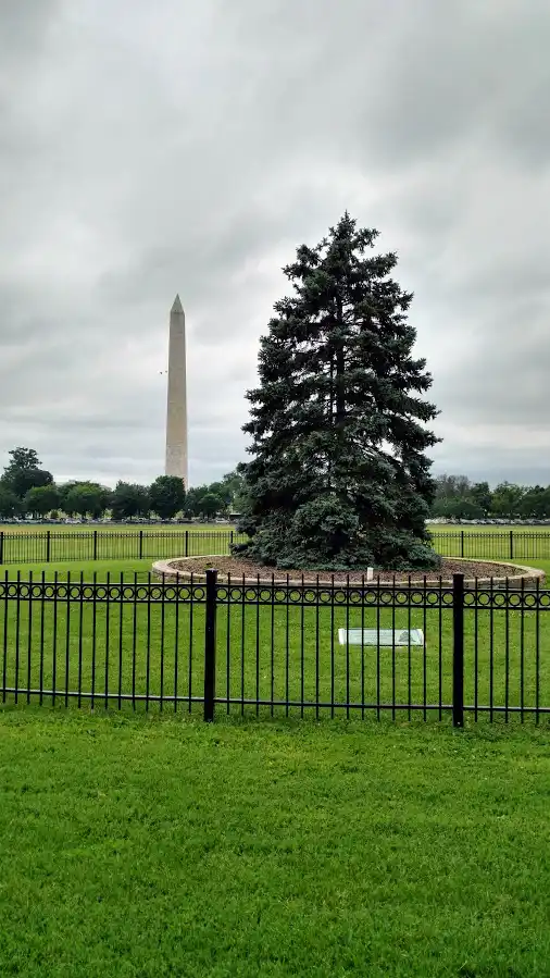 national christmas tree washington dc