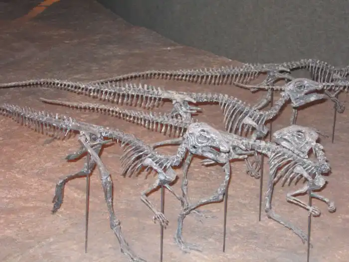 Denver science museum