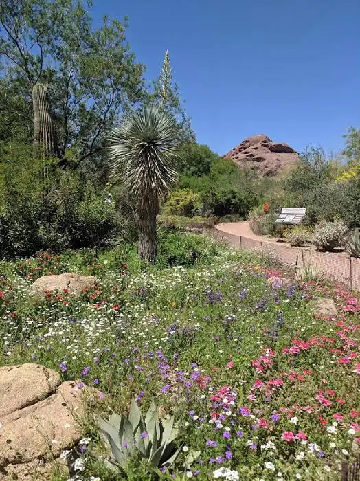 Wildflowers at Desert Botanical Garden