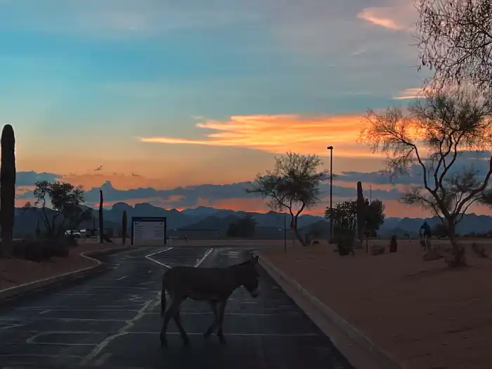 Donkey at Lake Pleasant sunset in AZ