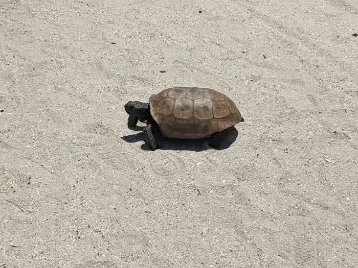 egmont-tortoise