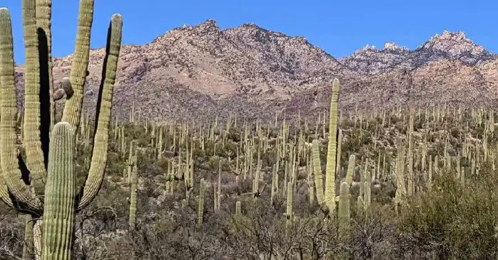 saguaro cactus