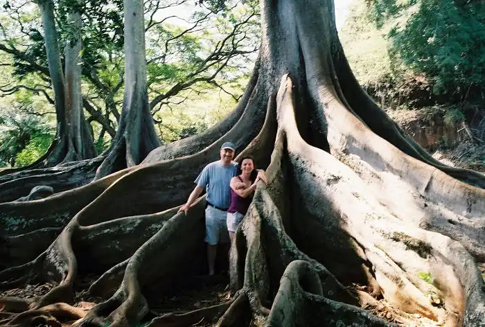 Banyan Tree in Jurassic Park - Kauai