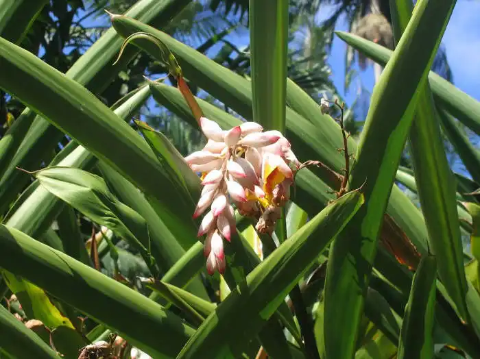 Ginger growing in Hawaii