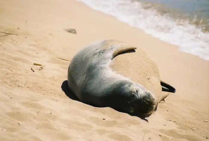 Hawaiian Monk Seal
