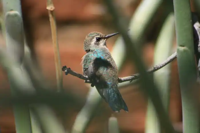 Hummingbird Tucson, Arizona