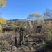 Jewel of the Creek hike in Cave Creek, Arizona
