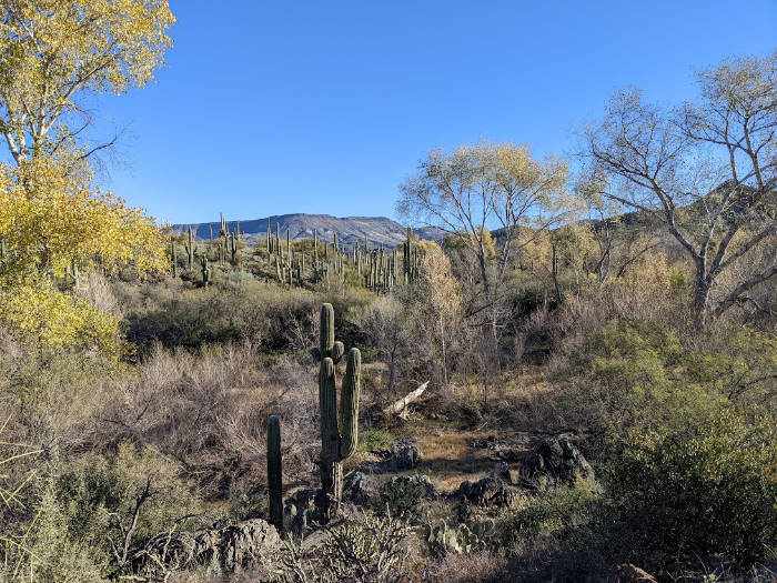 Jewel of the Creek hike in Cave Creek, Arizona