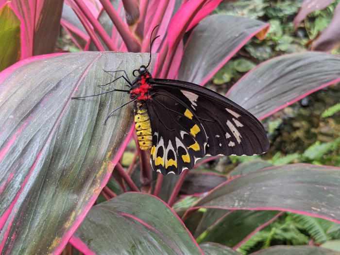 Key West Butterfly Garden