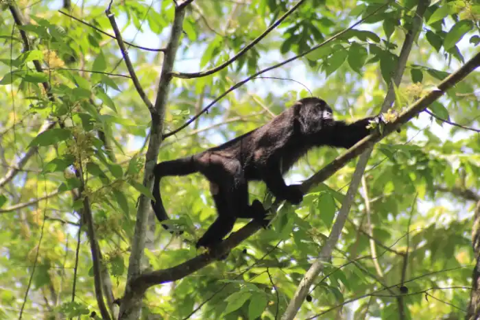 Howler Monkey Belize