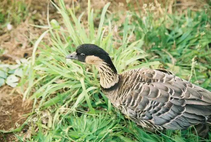Nene in Kauai