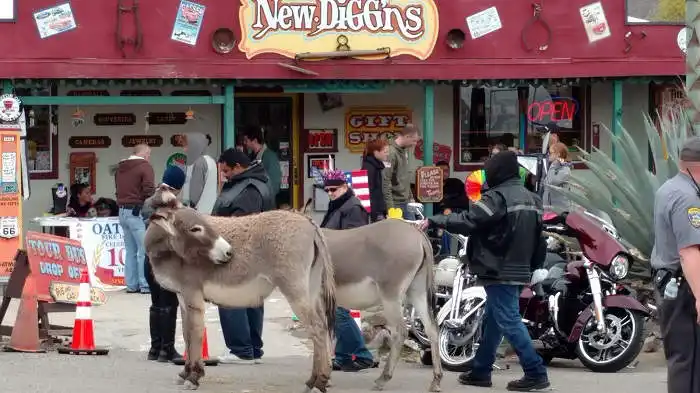 burros in Oatman, az