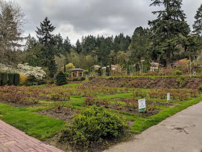 Portland Rose Garden