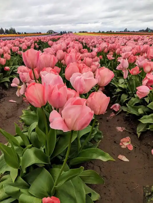 Tulip farm in Oregon