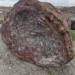 petrified forest