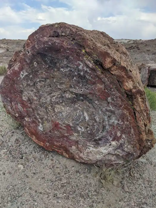 petrified forest