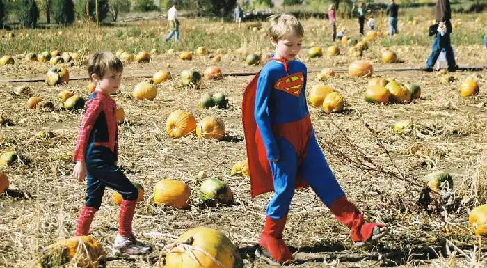 Pumpkin patch