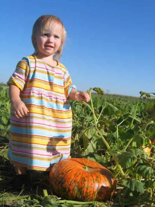 picking pumpkins
