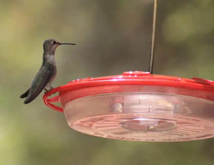 hummingbird in Ramsey Canyon Arizona