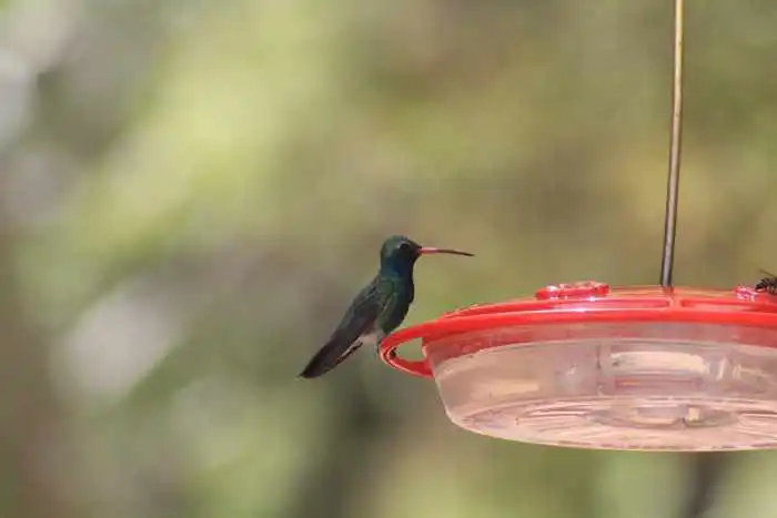 hummingbird in Ramsey Canyon Arizona