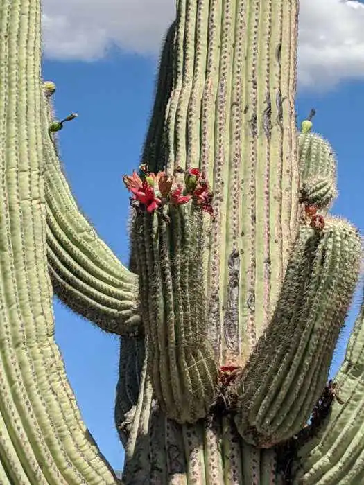 saguaro fruit bud