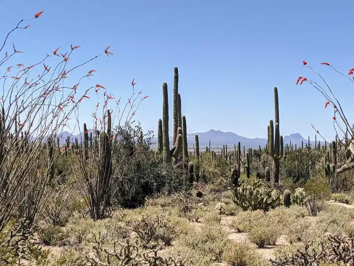 Saguaro National Park