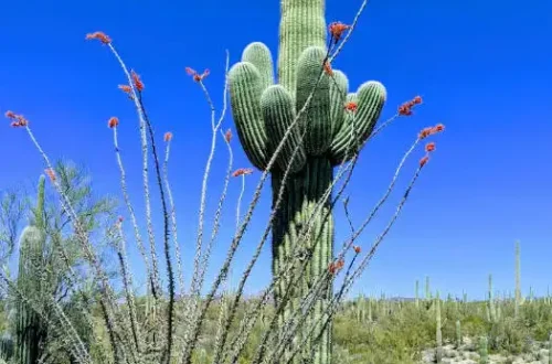Saguaro National Park