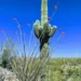 Saguaro National Park