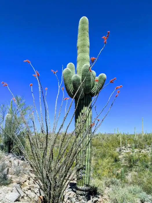 Saguaro National Park