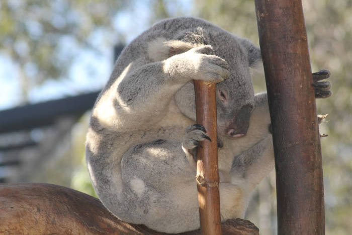 koala bear