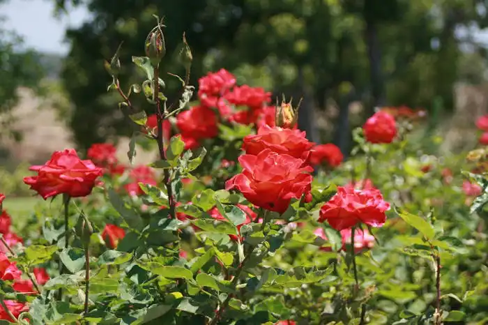 Balboa Park Roses