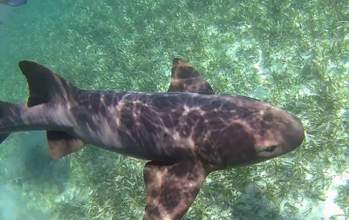 Shark Alley in Belize