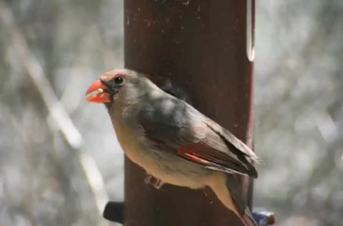 Tucson birding